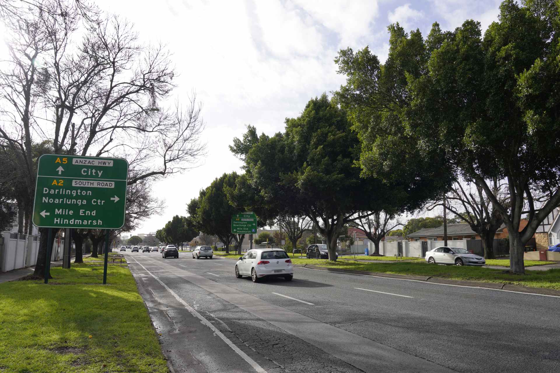 Avenue of Claret Ash Trees on Anzac Highway. 